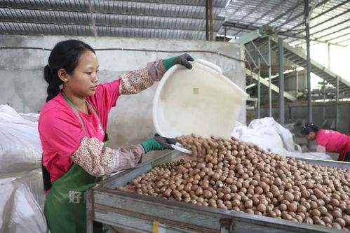 預計產值2.3億元 芒市澳洲堅果喜迎豐收